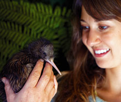 Dierentuinen en dierenparken om de kiwi's te observeren